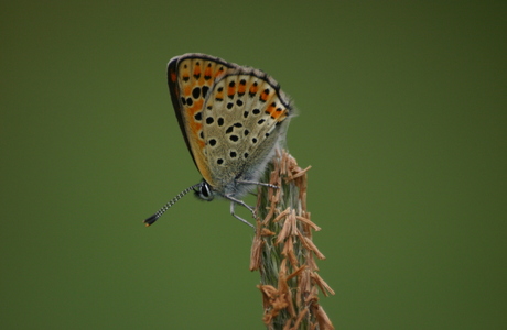 Brauner Feuerfalter (Lycaena tityrus) - © Emanuel Trummer